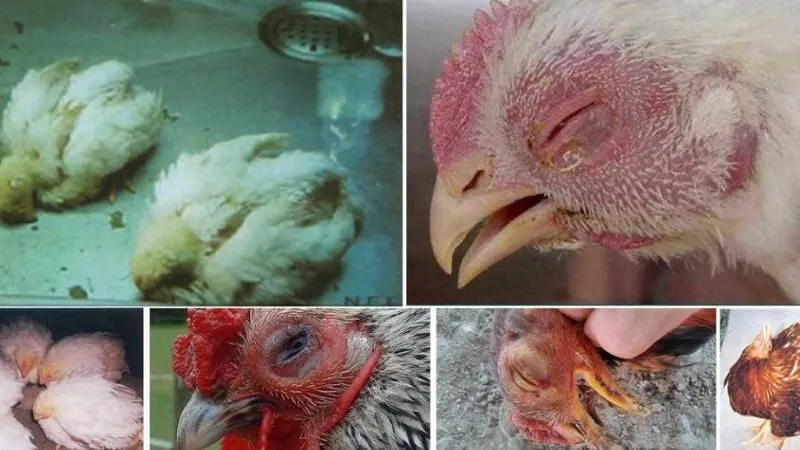 Cách nuôi gà đá bo lớn, lì đòn, sung mãn hiệu quả nhất 4 Các bệnh thường gặp khi nuôi gà đá bo lớn